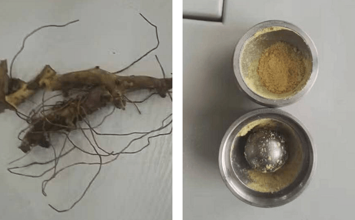 穿山龍丝瓜污视频入口前後